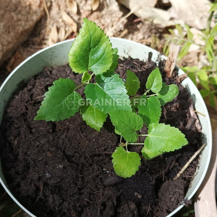 White mulberry, common mulberry, Mulberry, Morus Alba image